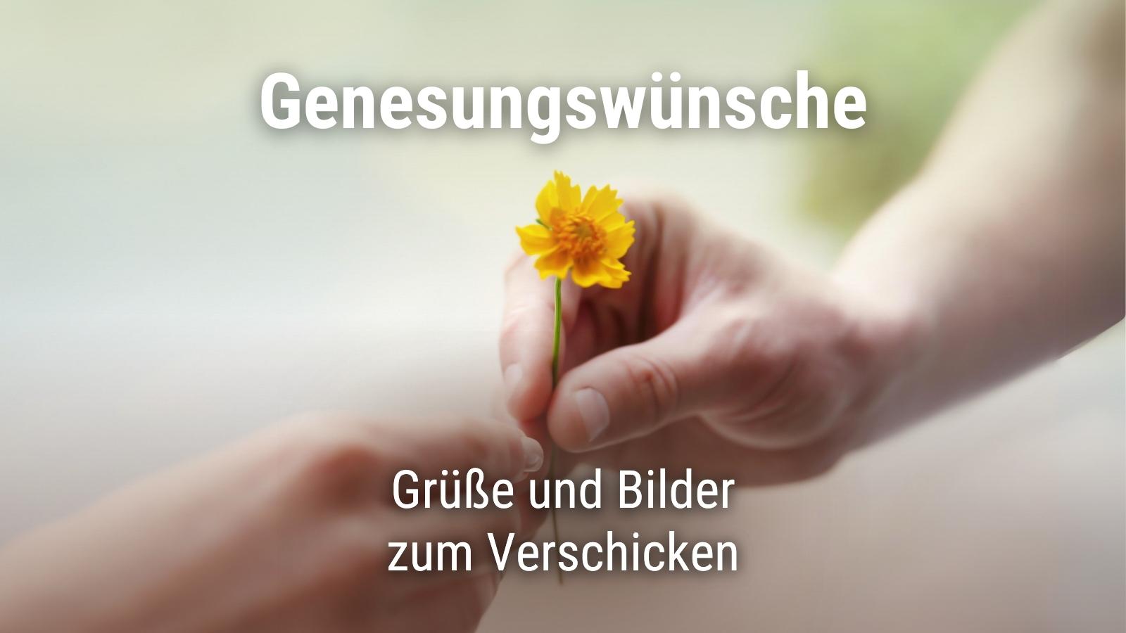 Eine Hand gibt einer anderen eine Blume mit Text "Genesungswünsche. Grüße und Bilder zum Verschicken."