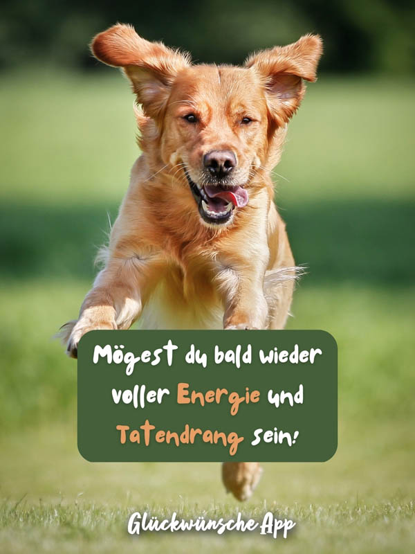 Golden Retriever Hund mit Genesungswunsch "Mögest du bald wieder voller Energie und Tatendrang sein!"