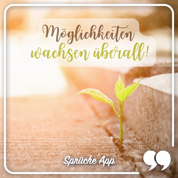 Kleine Pflanze die aus der Straße wächst mit Motivationsspruch "Möglichkeiten wachsen überall!"