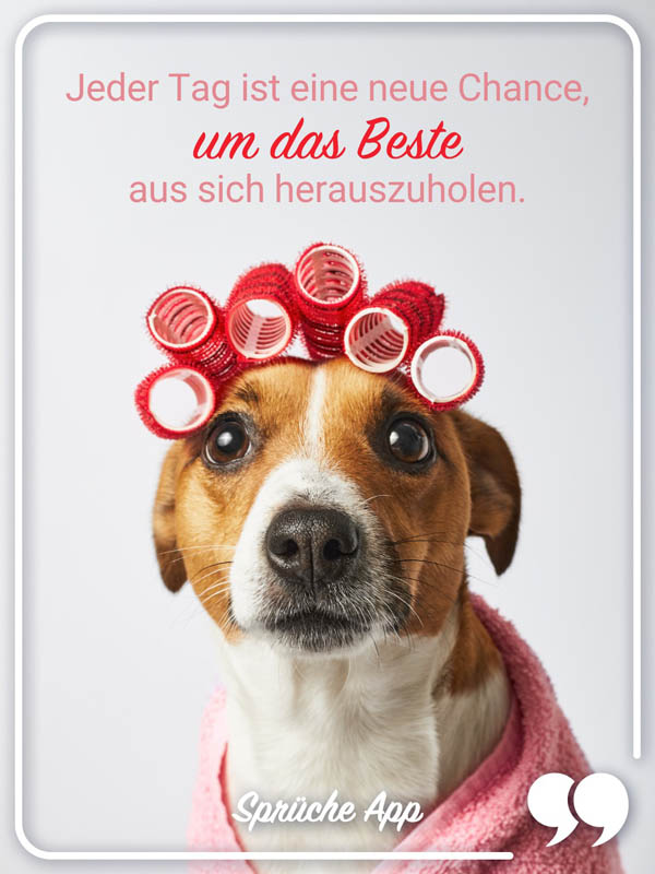 Lustiger Hund mit Lockenwicklern und Motivationsspruch "Jeder Tag ist eine neue Chance, um das Beste aus sich herauszuholen."