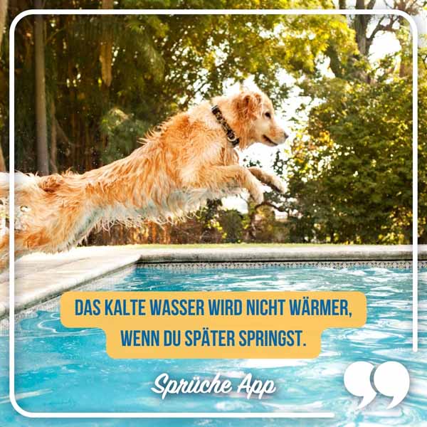 Hund, der in ein Pool springt mit Motivationsspruch "Das kalte Wasser wird nicht wärmer, wenn du später springst."