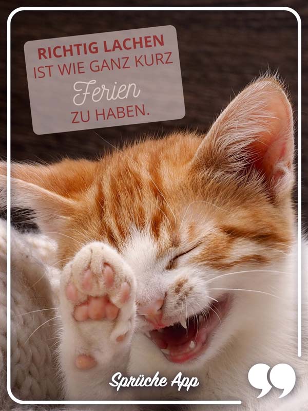 Katze mit dem Status Spruch: Richtig lachen ist wie ganz kurz Ferien zu haben.