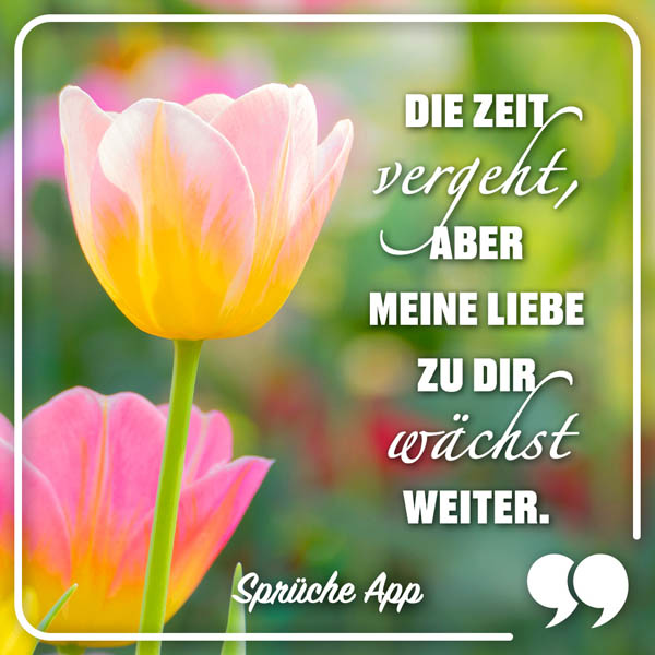 Rosa Tulpe mit Spruch „Die Zeit vergeht aber meine Liebe zu dir wächst weiter." 