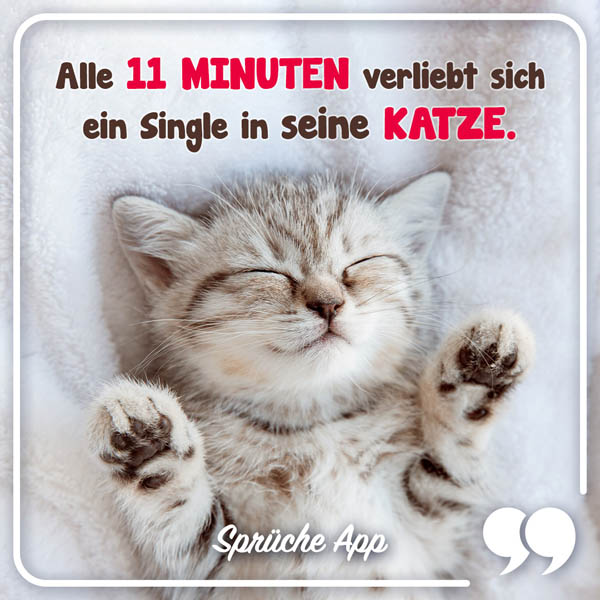 Katze mit Spruch: „Alle 11 Minuten verliebt sich ein Single in seine Katze."