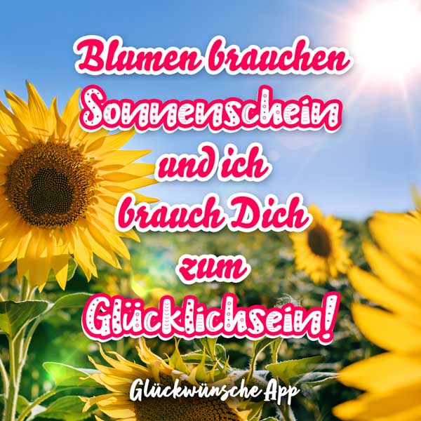 Sonnenblumen auf einem Feld und Gruß zum Valentinstag: „Blumen brauchen Sonnenschein und ich brauch dich zum Glücklichsein!"