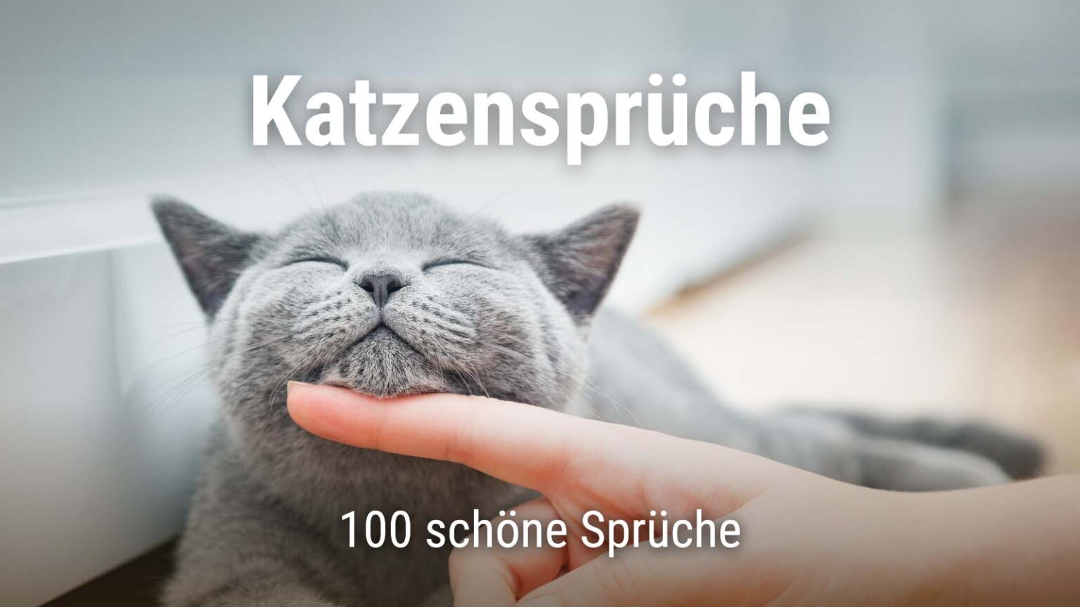Katzensprüche 100 lustige und schöne Sprüche mit Bildern · good space.