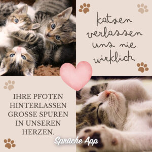 Katzensprüche 100 lustige und schöne Sprüche mit Bildern · good space.