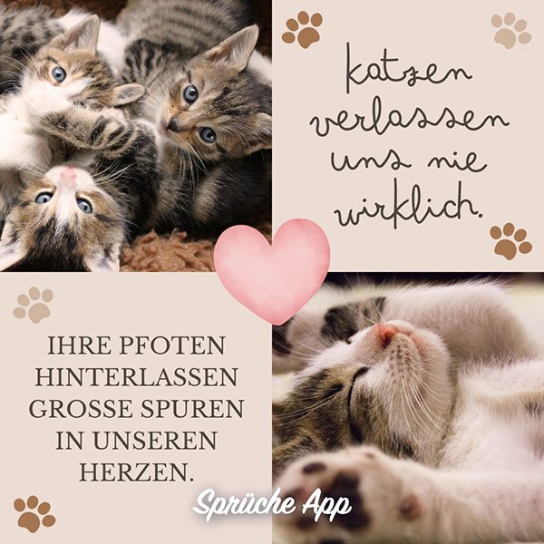 Katzen mit Spruch: „Katzen verlassen uns nie wirklich. Ihre Pfoten hinterlassen große Spuren in unseren Herzen."