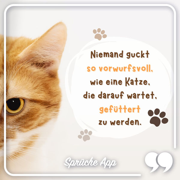 Rote Katze mit Spruch: „Niemand guckt so vorwurfsvoll wie eine Katze die darauf wartet gefüttert zu werden."