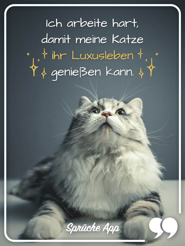 Graue Katze mit Katzen Spruch: „Ich arbeite hart, damit meine Katze ihr Luxusleben genießen kann."