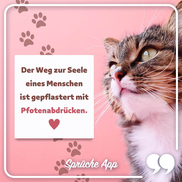 Katze mit Spruch: „Der Weg zur Seele eines Menschen ist gepflastert mit Pfotenabdrücken"