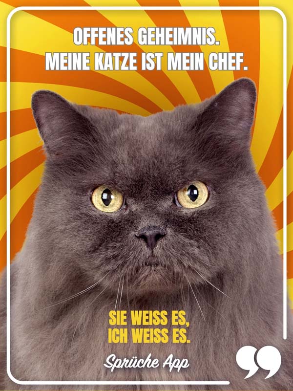 Katze mit lustigem Blick und Spruch: „Offenes Geheimnis. Meine Katze ist mein Chef. Sie weiß es, ich weiß es."