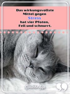 Katzensprüche 100 lustige und schöne Sprüche mit Bildern · good space.
