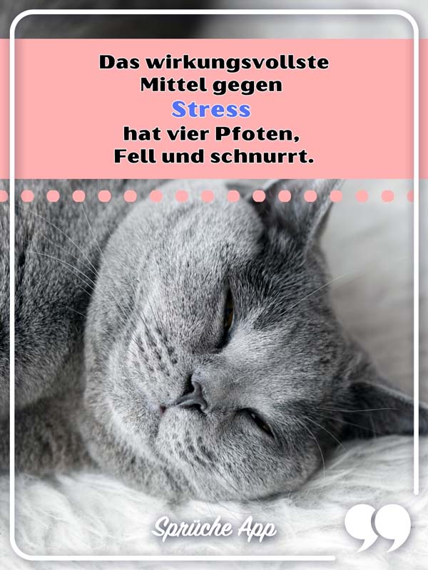 Graue Katze, die schläft mit Spruch: „Das wirkungsvollste Mittel gegen Stress hat vier Pfoten, Fell und schnurrt."