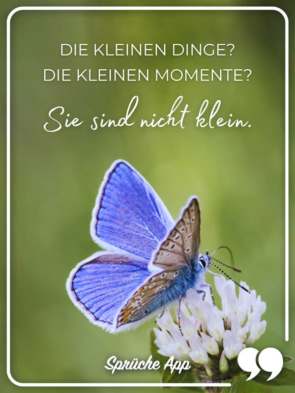 Blauer Schmetterling auf einer Blume mit Spruch: „Die kleinen Dinge? Die kleinen Momente? Sie sind nicht klein."