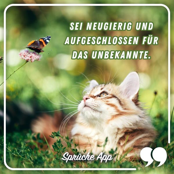 Katze, die auf der Wiese liegt und einen Schmetterling ansieht mit Achtsamkeit Spruch: „Sei neugierig und aufgeschlossen für das Unbekannte."