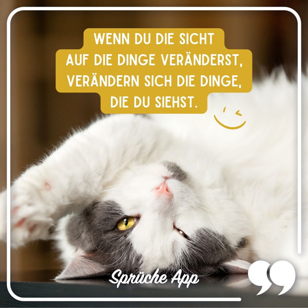 Katze, die auf dem Rücken liegt mit Achtsamkeit Spruch: „Wenn du die Sicht auf die Dinge veränderst, verändern sich die Dinge, die du siehst."