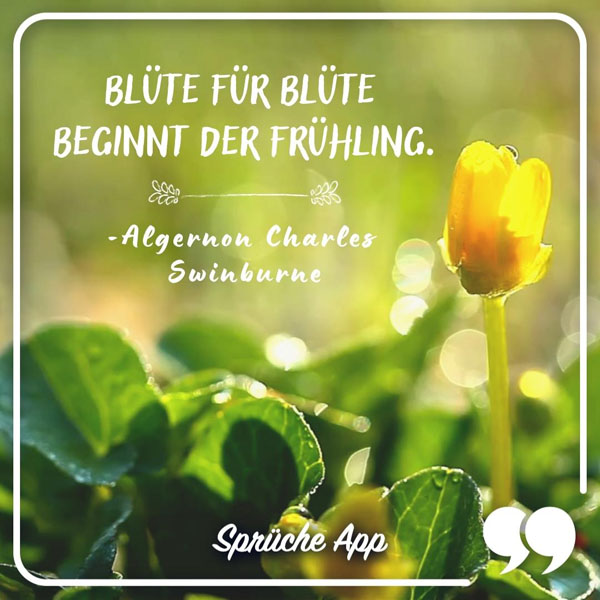 Wiese mit gelber Blume und Zitat: „Blüte für Blüte beginnt der Frühling." von Algernon Charles Swinburne