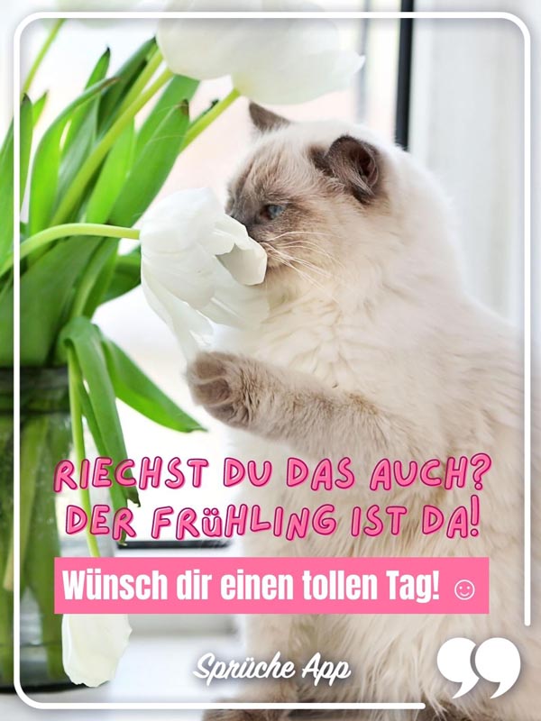 Katze, die an einer weißen Tulpe riecht mit Spruch: „Riechst du das auch? Der Frühling ist da! Wünsch dir einen tollen Tag."