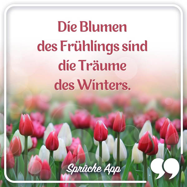 Tulpenwiese mit Spruch: „Die Blumen des Frühlings sind die Träume des Winters."