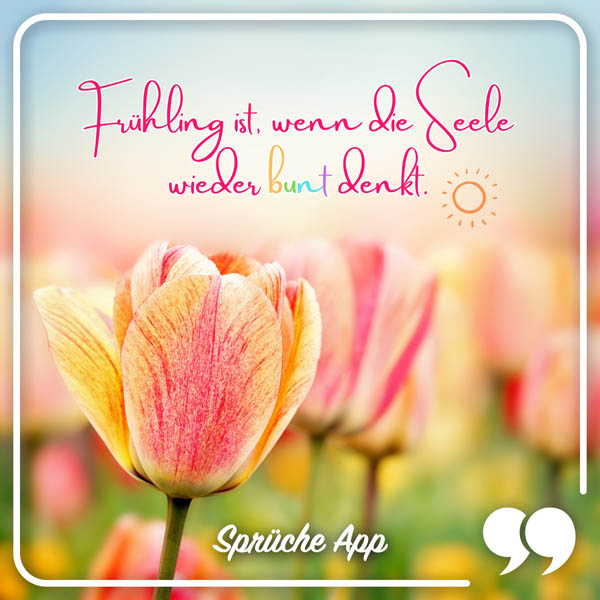 Tulpen auf einer Wiese mit Spruch: „Frühling ist, wenn die Seele wieder bunt denkt!"