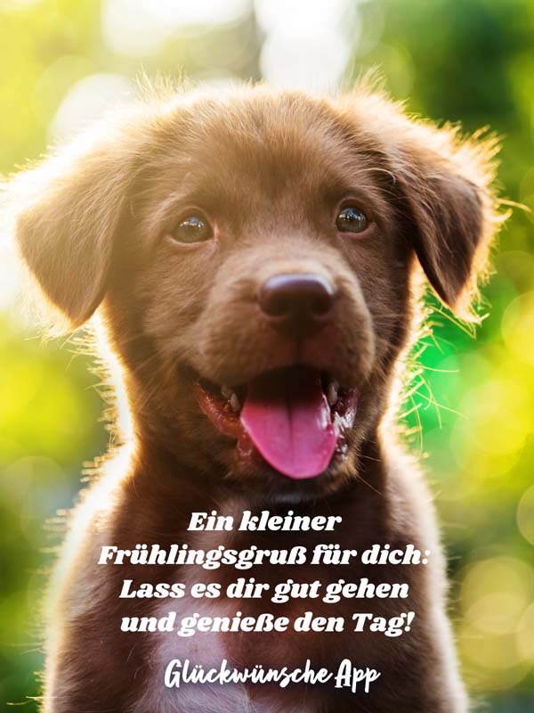 Brauner Labrador Hund mit Frühlingsgruß: „Ein kleiner Frühlingsgruß für dich: Lass es dir gut gehen und genieße den Tag!"