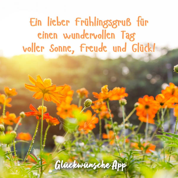 Blumenwiese mit orangen Blumen und Frühlingsgruß: „Ein lieber Frühlingsgruß für einen wundervollen Tag voller Sonne, Freude und Glück!"
