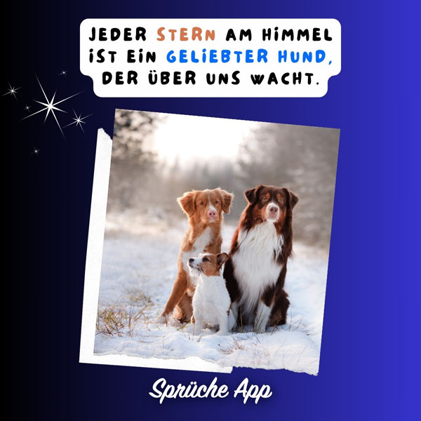 Drei Hunde im Schnee und Spruch: „Jeder Stern am Himmel ist ein geliebter Hund, der über uns wacht."