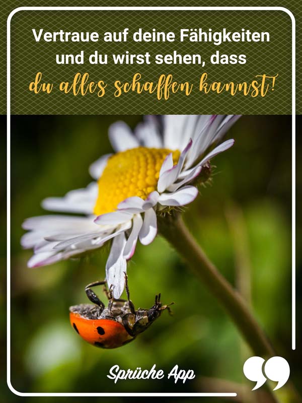 Marienkäfer, der auf einer Blume klettert mit Selbstbewusstsein Spruch: „Vertraue auf deine Fähigkeiten und du wirst sehen, dass du alles schaffen kannst!"