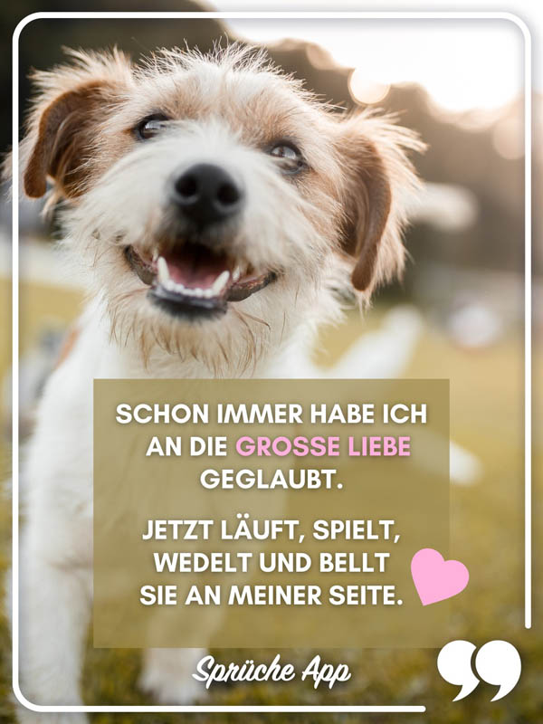 Hund mit Spruch: „Schon immer habe ich an die große Liebe geglaubt. Jetzt läuft, spielt, wedelt und bellt sie an meiner Seite."