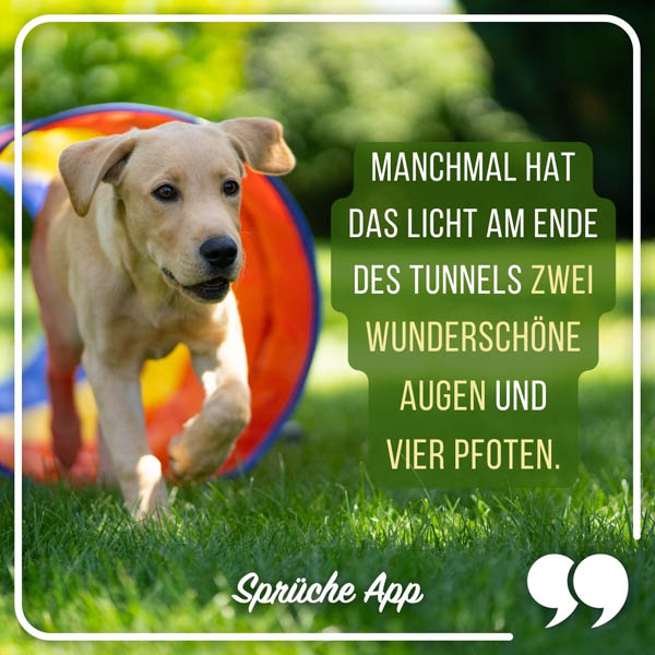 Hund mit Spruch: „Manchmal hat das Licht am Ende des Tunnels zwei wunderschöne Augen und vier Pfoten."