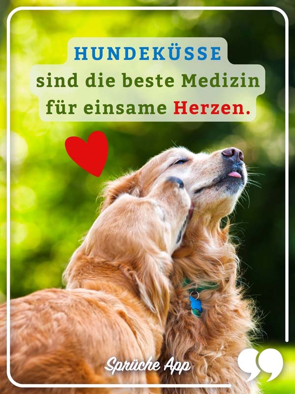 Zwei Golden Retriever Hunde mit Spruch: „Hundeküsse sind die beste Medizin für einsame Herzen."
