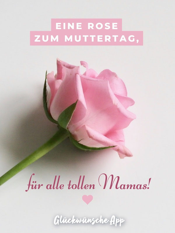 Rosa Rose mit Muttertagsgrüße: „Eine Rose zum Muttertag, für alle tollen Mamas!"