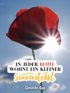 Blumen Sprüche und Zitate mit vielen Bildern · good space.