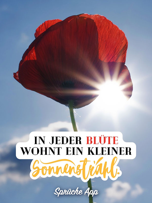 Nahaufnahme einer roten Mohnblume in der Sonne und dem Spruch: „In jeder Blüte wohnt ein kleiner Sonnenstrahl."