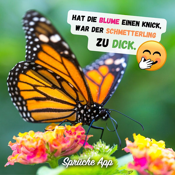 Monarch-Schmetterling auf Blume mit humorvollen Spruch: „Hat die Blume einen Knick, war der Schmetterling zu dick."