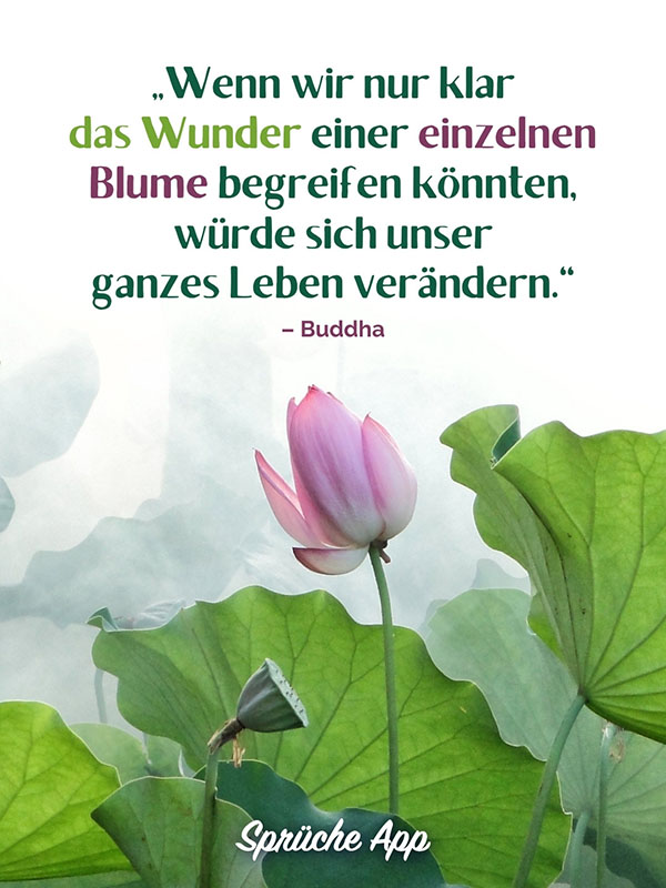 Rosa Lotusblume auf grünen Blättern mit einem Zitat von Buddha: „Wenn wir nur klar das Wunder einer einzelnen Blume begreifen könnten, würde sich unser ganzes Leben verändern.“