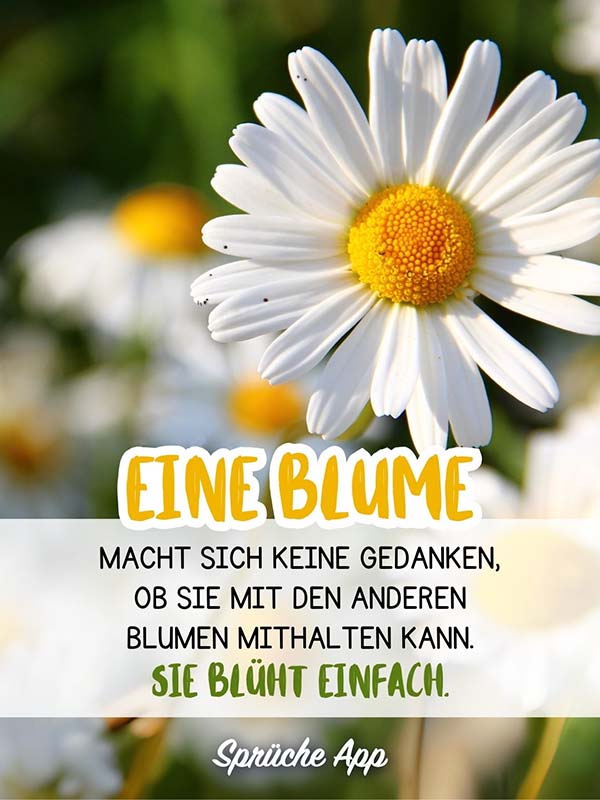 Gänseblümchen im Sonnenlicht mit dem Spruch: „Eine Blume macht sich keine Gedanken, ob sie mit den anderen Blumen mithalten kann. Sie blüht einfach."