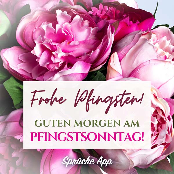 Strauß mit rosa Pfingstrosen Spruch: "Frohe Pfingsten! Guten Morgen am Pfingstsonntag!"