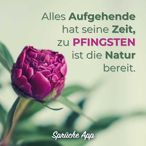 Aufgehende Pfingstrose mit Pfingsten Spruch: „Alles Aufgehende hat seine Zeit, zu Pfingsten ist die Natur bereit."