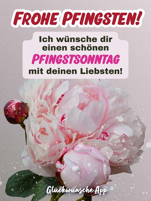 Close Up einer rosa Pfingstrose mit dem Gruß: „Frohe Pfingsten! Ich wünsche dir einen schönen Pfingstsonntag mit deinen Liebsten!"