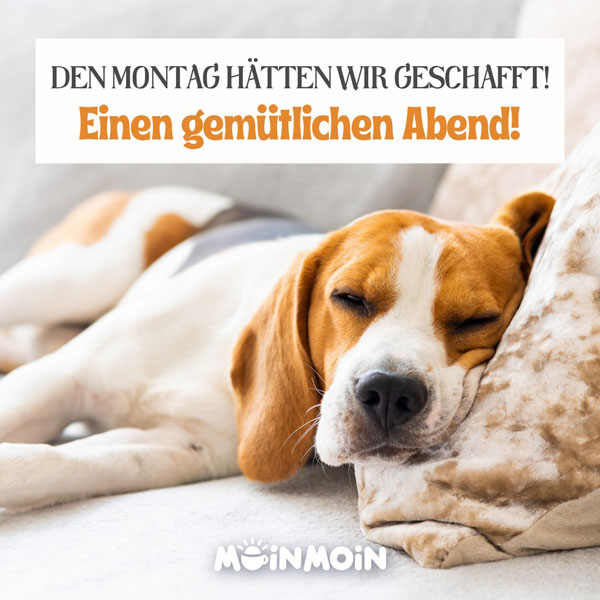 Schlafender Beagle-Hund mit dem Text: „Den Montag hätten wir geschafft! Einen gemütlichen Abend!"