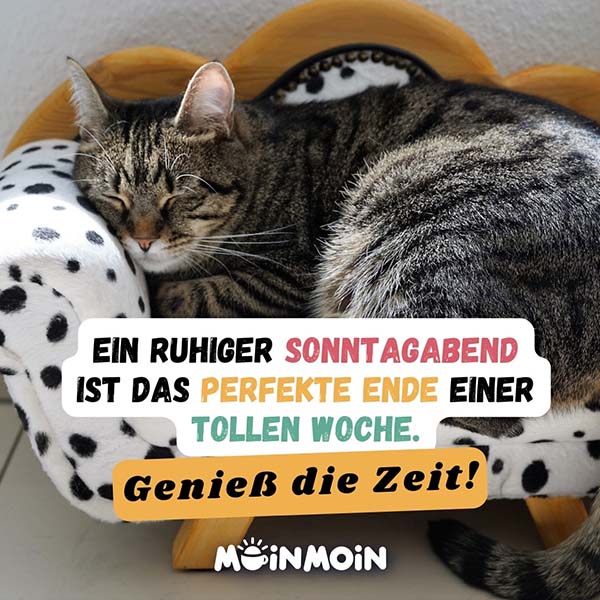 Schlafende, getigerte Katze auf einem schwarz weiß gepunkteten Sofa mit dem Spruch: „Ein ruhiger Sonntagabend ist das perfekte Ende einer tollen Woche. Genieß die Zeit!“