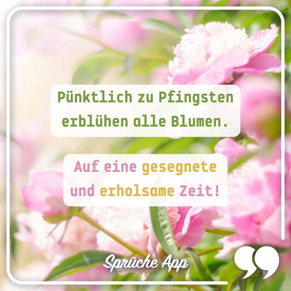 Pfingsrosen mit Grüßen: „Pünktlich zu Pfingsten erblühen alle Blumen. Auf eine gesegnete und erholsame Zeit!"