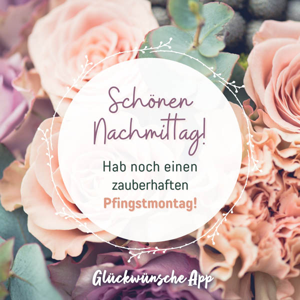 Rosa Rosen mit Pfingstgrüßen: „Schönen Nachmittag! Hab noch einen zauberhaften Pfingstmontag!"