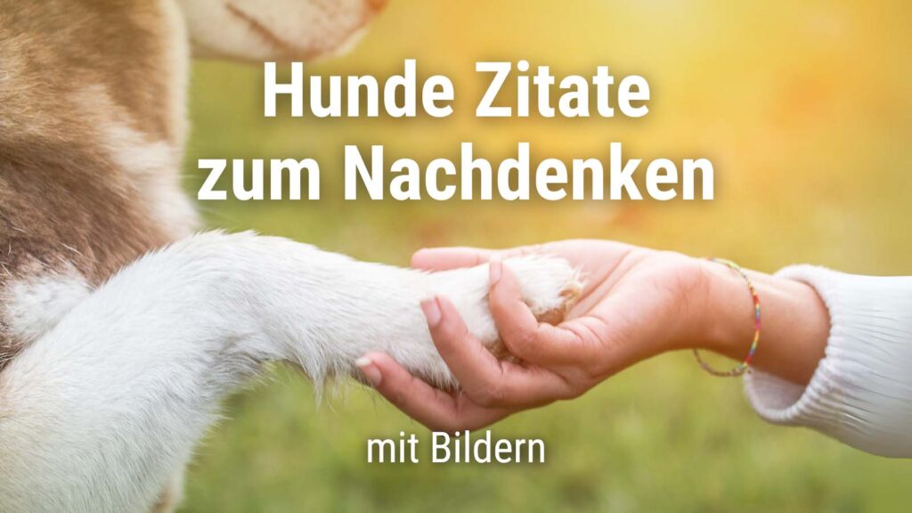 Tierschutz Sprüche 50 Zitate und Grüße + Bilder · good space.