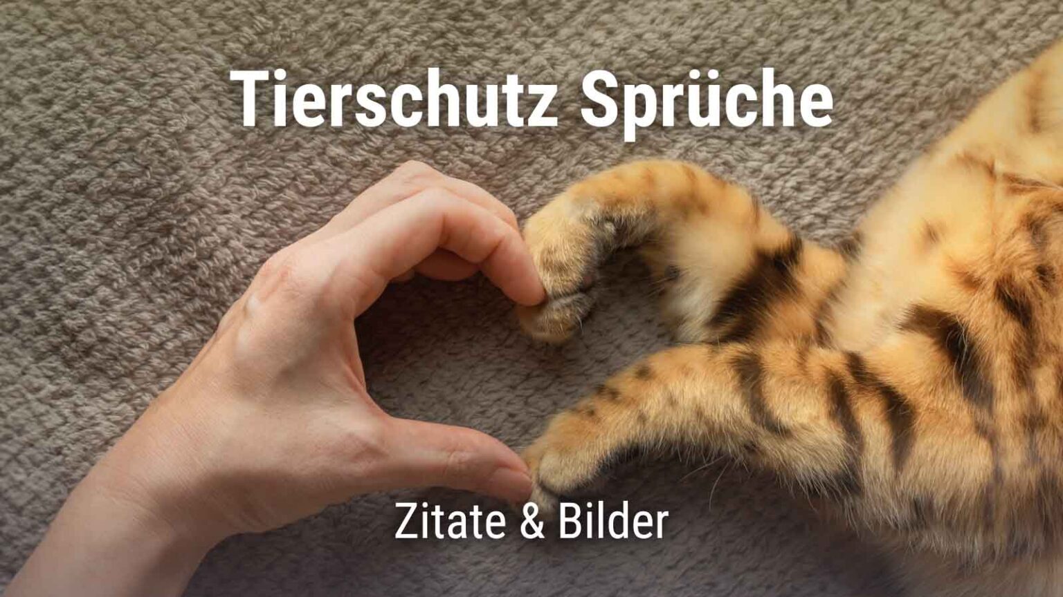 Tierschutz Sprüche 50 Zitate und Grüße + Bilder · good space.