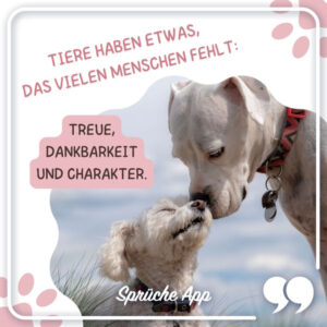 Tierschutz Sprüche 50 Zitate und Grüße + Bilder · good space.