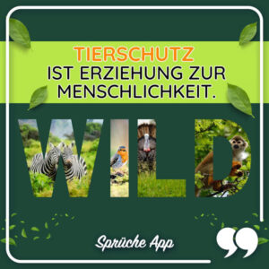 Tierschutz Sprüche 50 Zitate und Grüße + Bilder · good space.